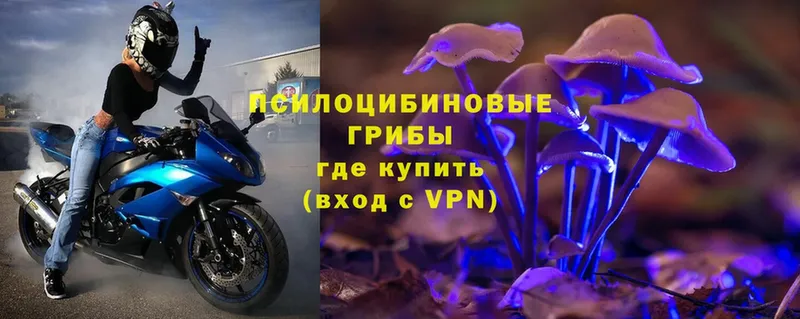 купить  сайты  Гаджиево  Галлюциногенные грибы Magic Shrooms 